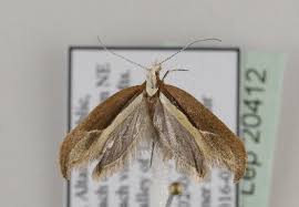 Attēlu rezultāti vaicājumam “Ypsolopha dentella”