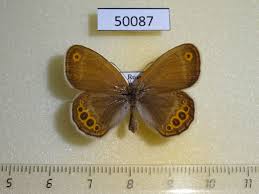 Attēlu rezultāti vaicājumam “Coenonympha hero”