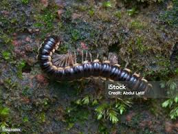 Attēlu rezultāti vaicājumam “Lygistopterus sanguineus larva”