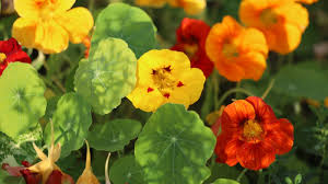 Attēlu rezultāti vaicājumam “Tropaeolum majus flower”