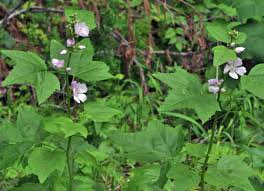 Attēlu rezultāti vaicājumam “Poa remota leaf”