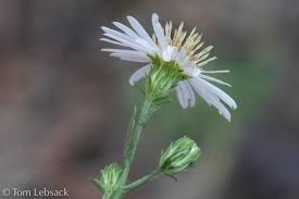 Image result for Aster lanceolatus