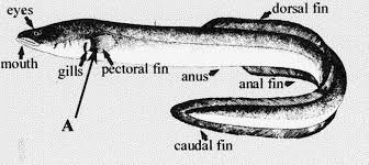 Image result for Anguilla anguilla