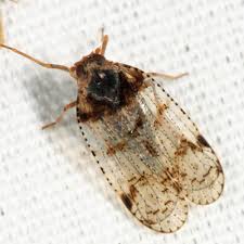 Attēlu rezultāti vaicājumam “Cixius sp.”