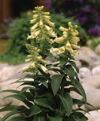 Image result for Digitalis grandiflora