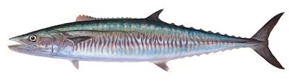 Image result for Scomberomorus cavalla