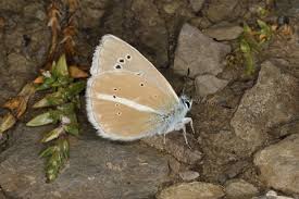 Attēlu rezultāti vaicājumam “Agrodiaetus amandus male”