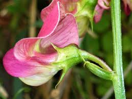 Attēlu rezultāti vaicājumam “Lathyrus sylvestris”