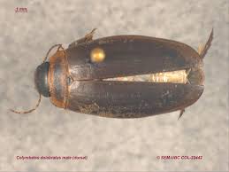 Attēlu rezultāti vaicājumam “Colymbetes striatus”