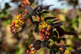 Attēlu rezultāti vaicājumam “Berberis thunbergii flower”