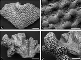 Attēlu rezultāti vaicājumam “Bryozoa”