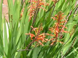 Attēlu rezultāti vaicājumam “Iridaceae”