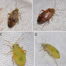 Attēlu rezultāti vaicājumam “Phytocoris longipennis”