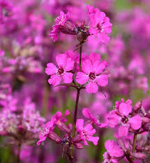 Image result for Pechnelke