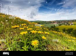 Image result for Inula hirta