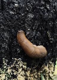 Attēlu rezultāti vaicājumam “Arion lusitanicus”