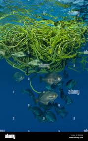 Image result for Schedophilus ovalis