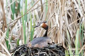 Attēlu rezultāti vaicājumam “Podiceps cristatus nest”