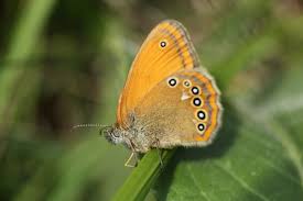 Attēlu rezultāti vaicājumam “Coenonympha glycerion”
