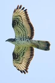 Image result for Pernis apivorus