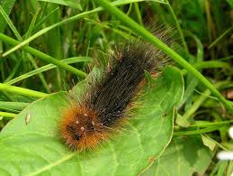 Attēlu rezultāti vaicājumam “Arctia caja larva”