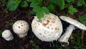 Attēlu rezultāti vaicājumam “Amanita strobiliformis”