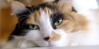 Kuvahaun tulos haulle bonsaikitten