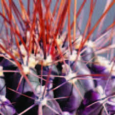 Attēlu rezultāti vaicājumam “Cladopodiella francisci macro”