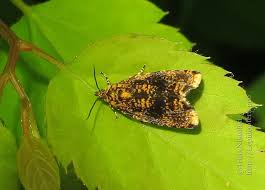 Attēlu rezultāti vaicājumam “Celypha siderana”