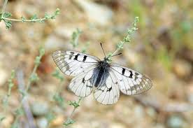 Attēlu rezultāti vaicājumam “Parnassius mnemosyne”