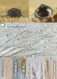 Attēlu rezultāti vaicājumam “Claustria didermoides”