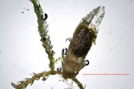 Attēlu rezultāti vaicājumam “Cephalozia catenulata”