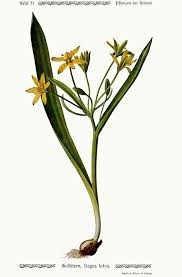 Attēlu rezultāti vaicājumam “Gagea lutea”