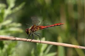 Attēlu rezultāti vaicājumam “Sympetrum sanguineum male”