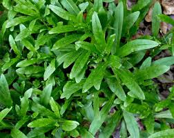 Attēlu rezultāti vaicājumam “Myosotis laxa subsp. baltica”