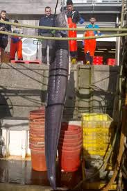 Image result for British Conger Club