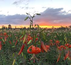 Attēlu rezultāti vaicājumam “Lilium lancifolium flower”