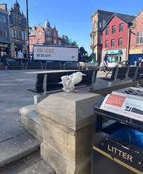 Image result for Wigan Seagulls