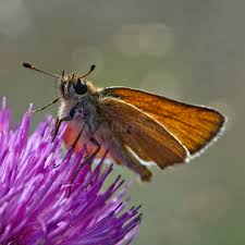 Attēlu rezultāti vaicājumam “Thymelicus lineola”