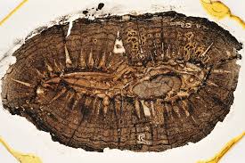 Attēlu rezultāti vaicājumam “Isoetes echinospora leaf”