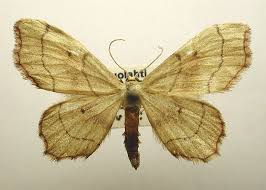 Attēlu rezultāti vaicājumam “Idaea emarginata”