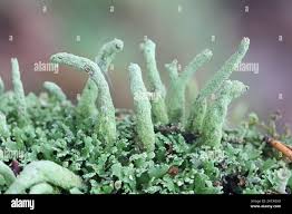 Attēlu rezultāti vaicājumam “Cladonia coniocraea”