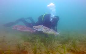 Image result for Breakwater Divers