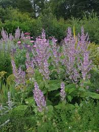 Image result for Salvia sclarea