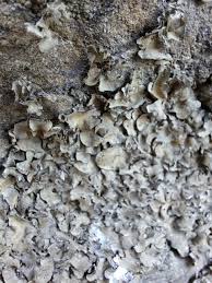 Attēlu rezultāti vaicājumam “Dermatocarpon luridum”