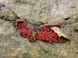 Attēlu rezultāti vaicājumam “Lycogala cf. oleocrystalliferum spores”