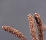 Attēlu rezultāti vaicājumam “Stemonitopsis aequalis var. microspora”