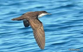 Image result for Puffinus puffinus