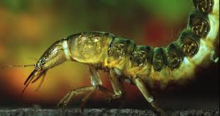 Attēlu rezultāti vaicājumam “Dytiscus sp. larva”