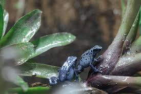 Image result for blauer baumsteiger